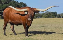 RJF ALWAYS AWESOME 060