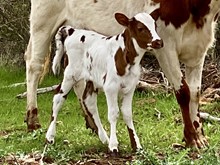 HOOSIER DADDY LM steer