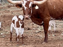 100 x LUNA DREAMS steer