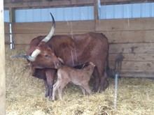 Dani Boy LM x Cherry Berry HEIFER