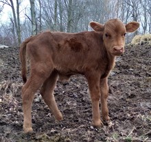 Dani Boy x Safari Gem BULL