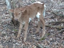 Dani Boy x Sunny TWIN BULL