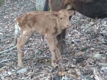 Dani Boy x Sunny TWIN HEIFER 