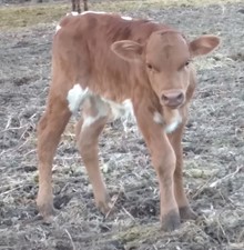 Dani Boy x Daisy BULL