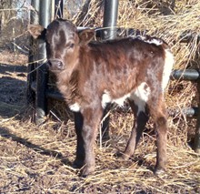 Dani Boy LM x Hot Spots HEIFER 