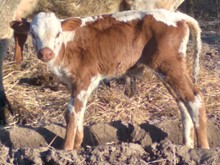 Dani Boy x Summer Rain BULL