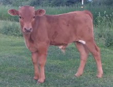 Dani Boy x safari Dove BULL 