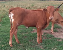 Dani Boy x Sunny TWIN HEIFER 