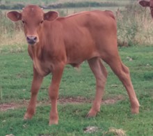Dani Boy x Rain Dance BULL
