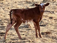 CENTURY.x BRAZOS ROSE BELLE steer