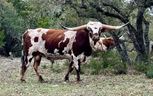 DAUNTLESS LLANO LUCK