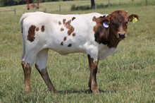 DW FAST DRY X WS HYDRO 2023 HEIFER