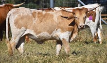 RJF ROCKIN' WITH GRACE TAG 434