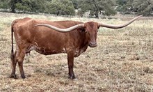 BRAZOS ROSE BELLE