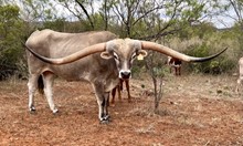 LM FIRECRACKER steer