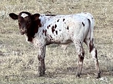 CENTURY x ECR UNICA steer