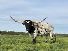 BCR RODEO TARI 806