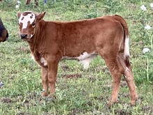 FESTUS UNICA steer