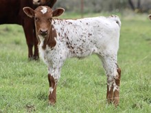 CENTURY X WROUGHT IRON ROSE heifer