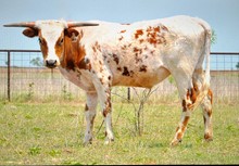 MR. CACKLEBERRY LM steer