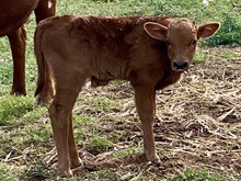 HYDRO x TCC DANI bull
