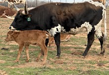 Calf