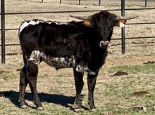 MR. ZIGGY 100 LM steer