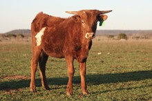 Icon of RM/Calamity Jane heifer22