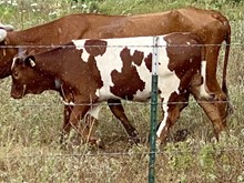 HYDRO X MAJICSTAR steer