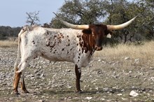 LM 100 PROOF SPARGERITA