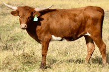 GLR ROYAL DANICA GAL