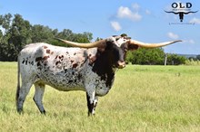 3S ROSE OF THE CENTURY