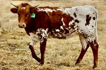 GLR SMOKE'S RISING GAL