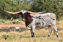 3S ROSE OF THE CENTURY