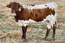 GLR SMOKIN' ROYAL GAL