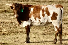 GLR SMOKIN' CRACKER GAL