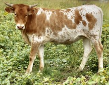 GLR TUFF SMOKIN' GAL