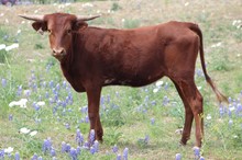 LM TEXANA'S REFLECTION