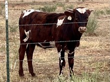 Century x Becca's Charm steer