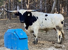 TEXANA COWBOY  LM