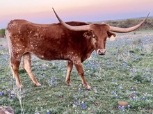 LM TARI’S TD BEAUTY