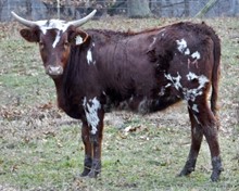 LM TARI'S PONCHO