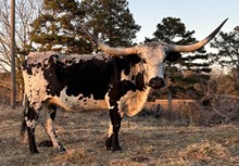 Hicks California Dreamin'