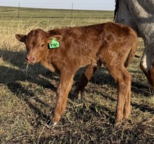 MM X MONIKAS GRACKED bull