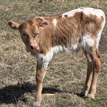 MARLBORO MAN X CUT N DRAG bull