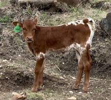 GLR CRACKIN' DANICA GAL