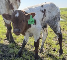 MARLBORO MAN X CUT PEACHES bull