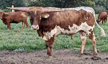 MARLBORO MAN LM