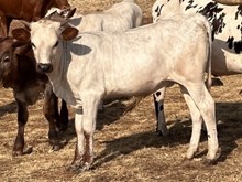 LM ORO BIANCO