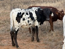 IRON DRAG X JAZZIE LEE steer